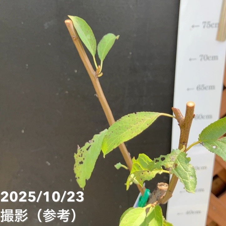 プラム バイオチェリー 4号ロングポット|果樹04-PA