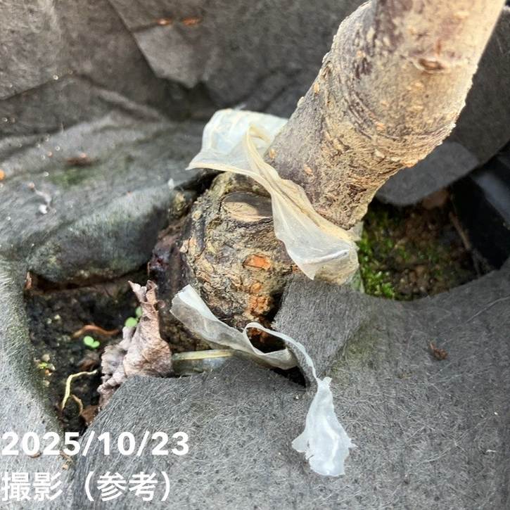 プラム バイオチェリー 4号ロングポット|果樹04-PA