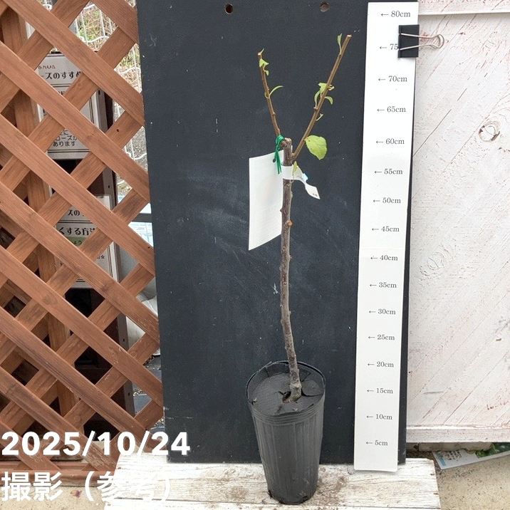 プラム バイオチェリー 4号ロングポット|果樹04-PA