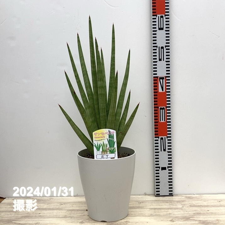サンスベリア 6号 ボブ 白プラ鉢仕様｜観葉02-D2 | 観葉・多肉