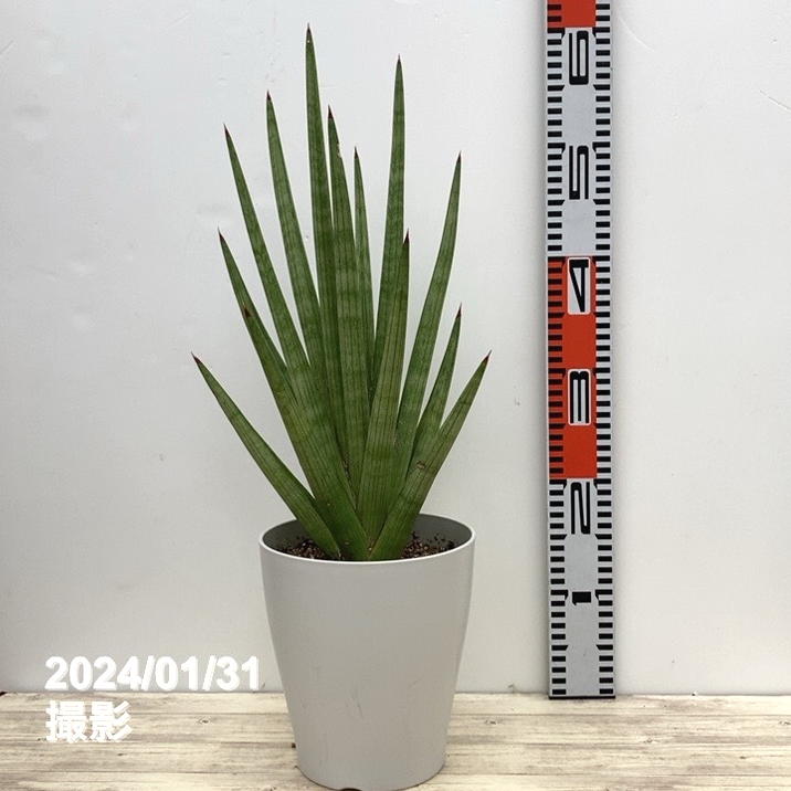 65周年記念セール】サンスベリア 6号 ボブ 白プラ鉢仕様｜観葉02-D2