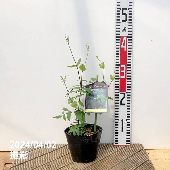 クレマチス ヴィオルナ系 ジルバ 4号｜草花04-PA | 草花,[多年草