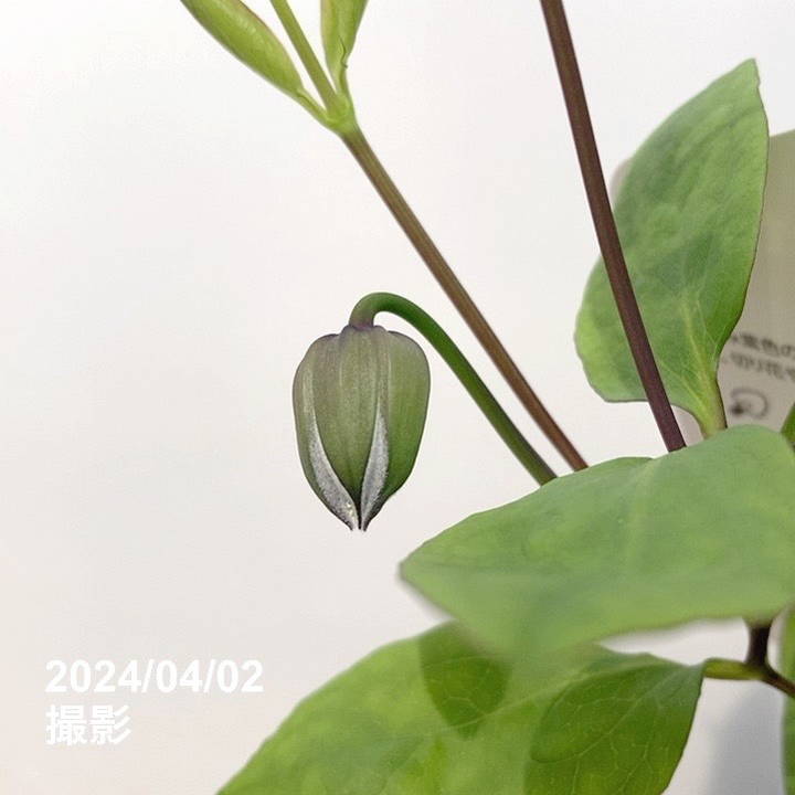 クレマチス ヴィオルナ系 ジルバ 4号｜草花04-PA | 草花,[多年草