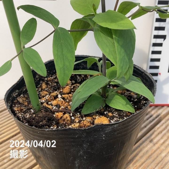 クレマチス ヴィオルナ系 ジルバ 4号｜草花04-PA | 草花,[多年草