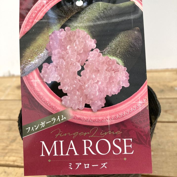 4年生　フィンガーライム接木苗／ミアローズ　樹高80cm 4.5号ポット 4年生 フィンガーライム接木苗／ミアローズ 樹高80cm 4.5号ポット