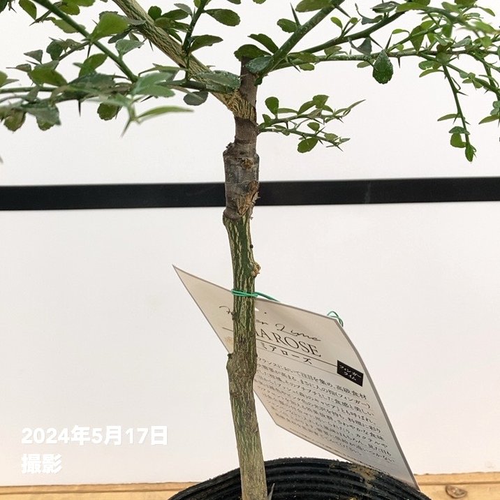 4年生　フィンガーライム接木苗／ミアローズ　樹高80cm 4.5号ポット 4年生 フィンガーライム接木苗／ミアローズ 樹高80cm 4.5号ポット 4