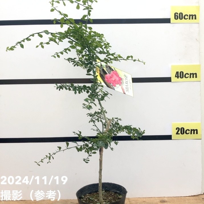 4年生　フィンガーライム接木苗／ミアローズ　樹高80cm 4.5号ポット 4年生 フィンガーライム接木苗／ミアローズ 樹高80cm 4.5号ポット