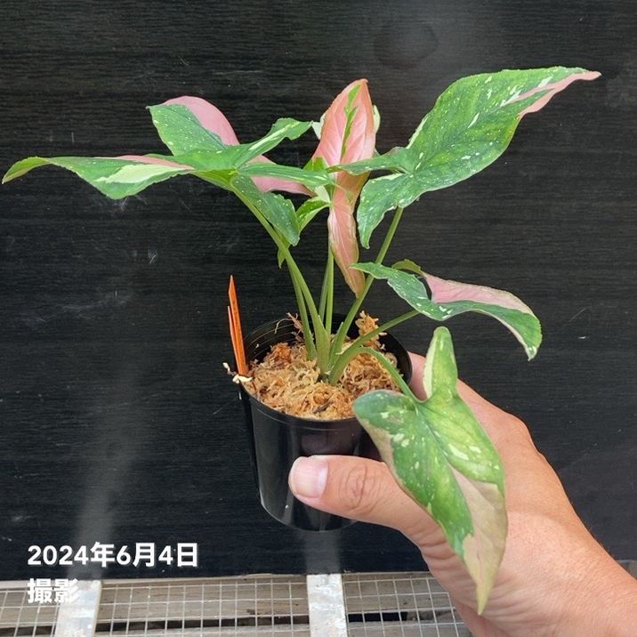 シンゴニウム トリカラー 2号｜観葉04-PA | 観葉・多肉 | 赤塚植物園