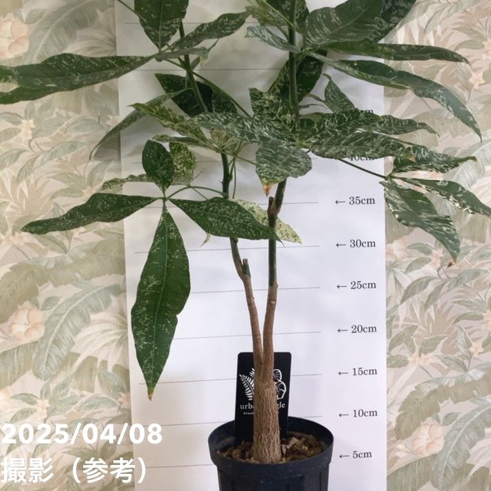 実生パキラ パラソル仕立て 39｜すらっと伸びた枝ぶりが美しい一株！ 実生パキラ パラソル仕立て 39｜すらっと伸びた枝ぶりが美しい一株！