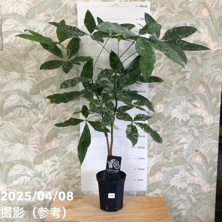 現品お届け】実生 斑入りパキラ Pachira glabra 'variegata'（Seedling