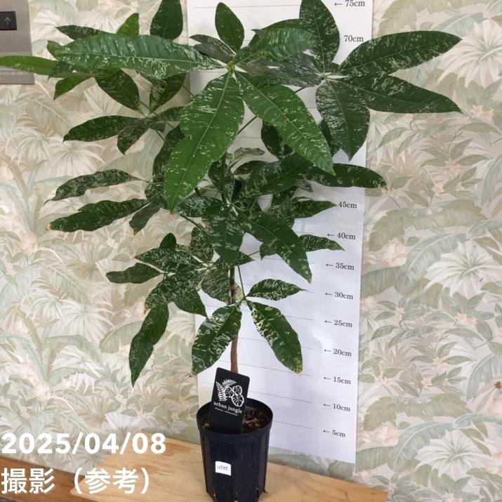 現品お届け】実生 斑入りパキラ Pachira glabra 'variegata'（Seedling