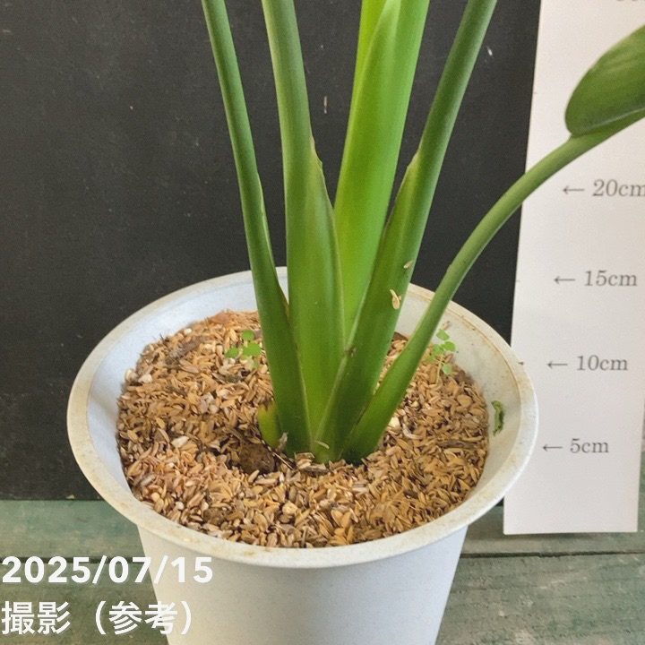 ストレリチア レギネ 6号｜観葉04-PA | 観葉・多肉 | 赤塚植物園