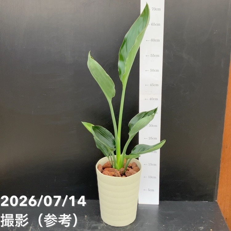 ストレリチア レギネ 6号｜観葉10-TU | 観葉・多肉 | 赤塚植物園