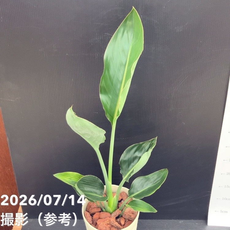 決算P5倍！10%OFF！8/2まで】ストレリチア レギネ 6号｜観葉10-TU