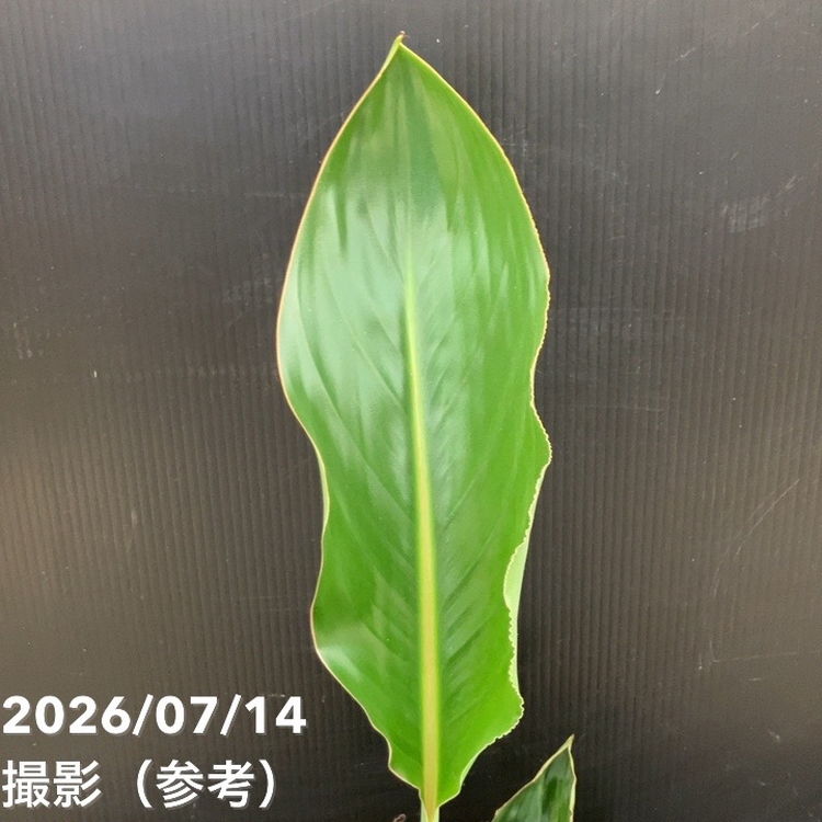 決算P5倍！10%OFF！8/2まで】ストレリチア レギネ 6号｜観葉10-TU