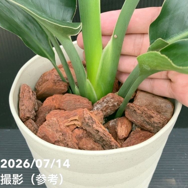 決算P5倍！10%OFF！8/2まで】ストレリチア レギネ 6号｜観葉10-TU