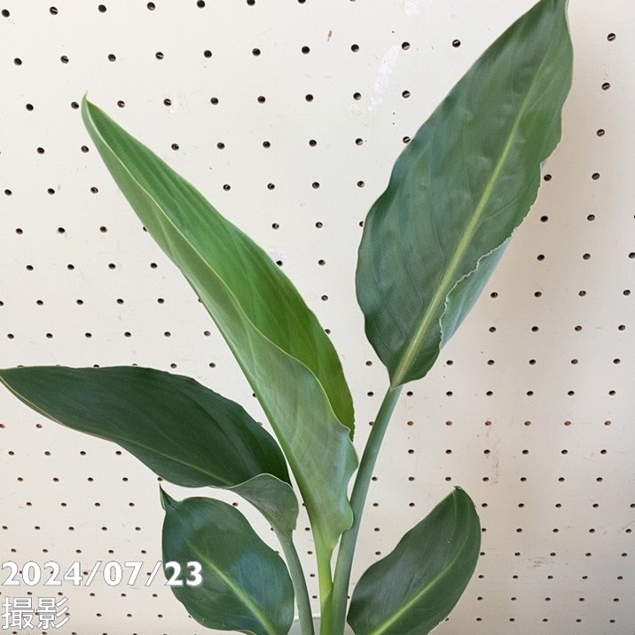 ストレリチア レギネ 6号｜観葉04-PA | 観葉・多肉 | 赤塚植物園