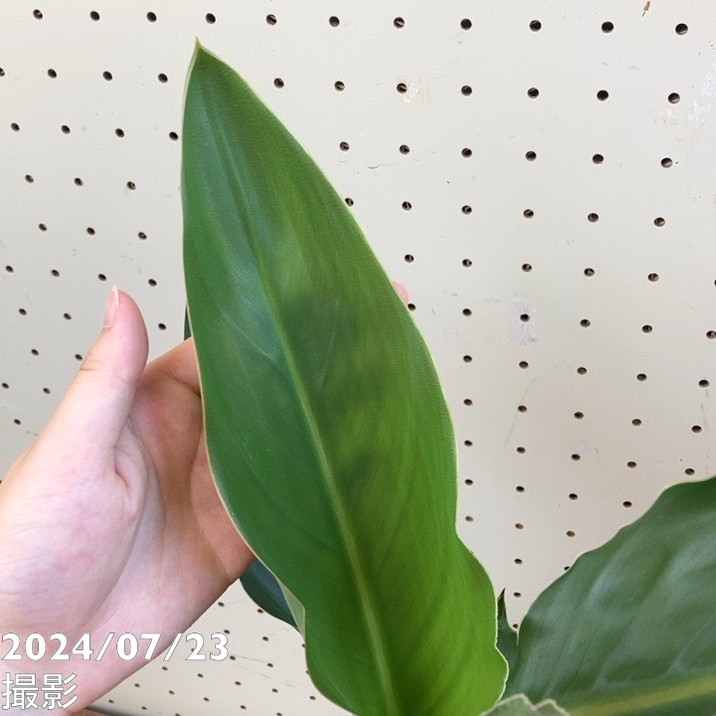 ストレリチア レギネ 6号｜観葉10-TU | 観葉・多肉 | 赤塚植物園