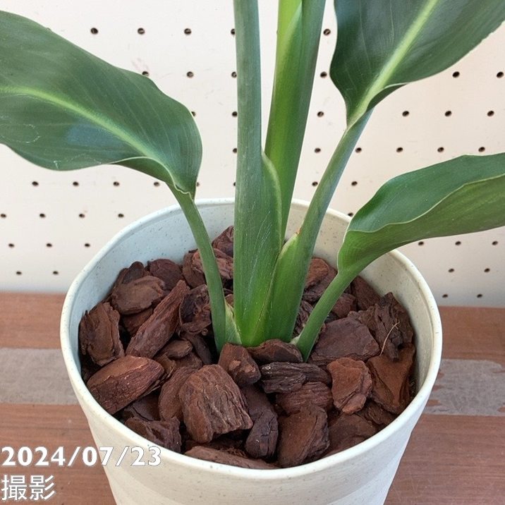 ストレリチア レギネ 6号｜観葉04-PA | 観葉・多肉 | 赤塚植物園