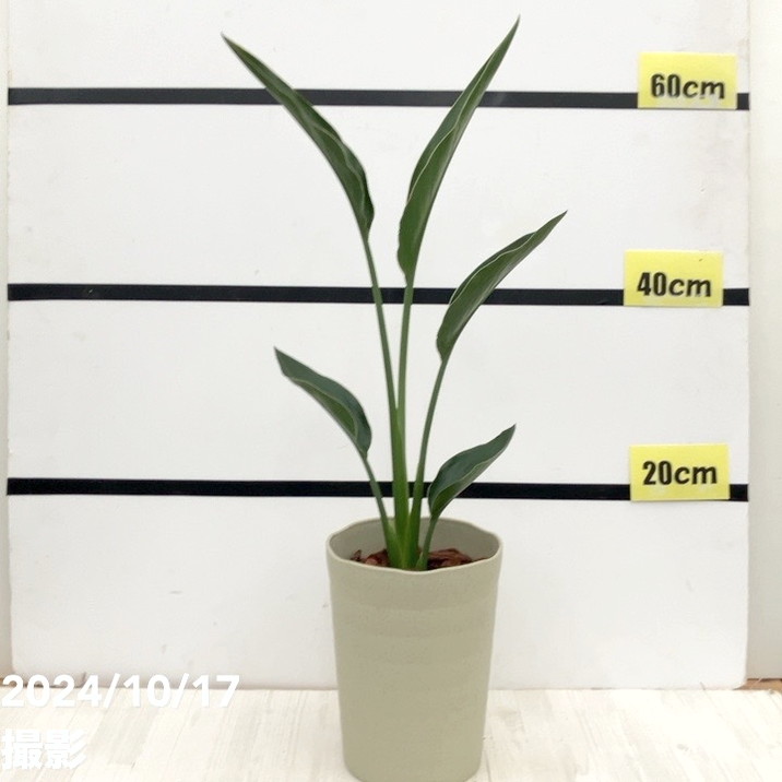 ストレリチア レギネ 6号｜観葉04-PA | 観葉・多肉 | 赤塚植物園