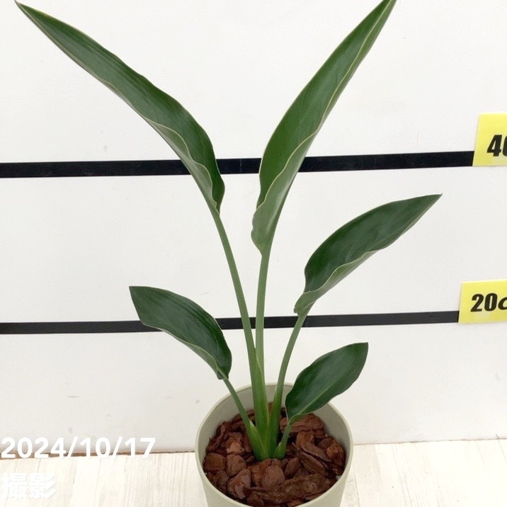 ストレリチア レギネ 6号｜観葉04-PA | 観葉・多肉 | 赤塚植物園