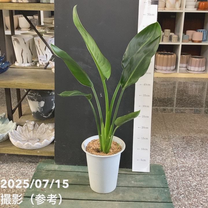 ストレリチア レギネ 6号｜観葉04-PA | 観葉・多肉 | 赤塚植物園