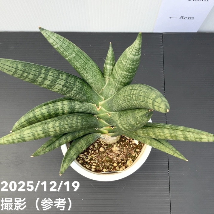 現品お届け】サンスベリア 4号 マンタ 白プラ鉢仕様（S57）｜観葉02-D2