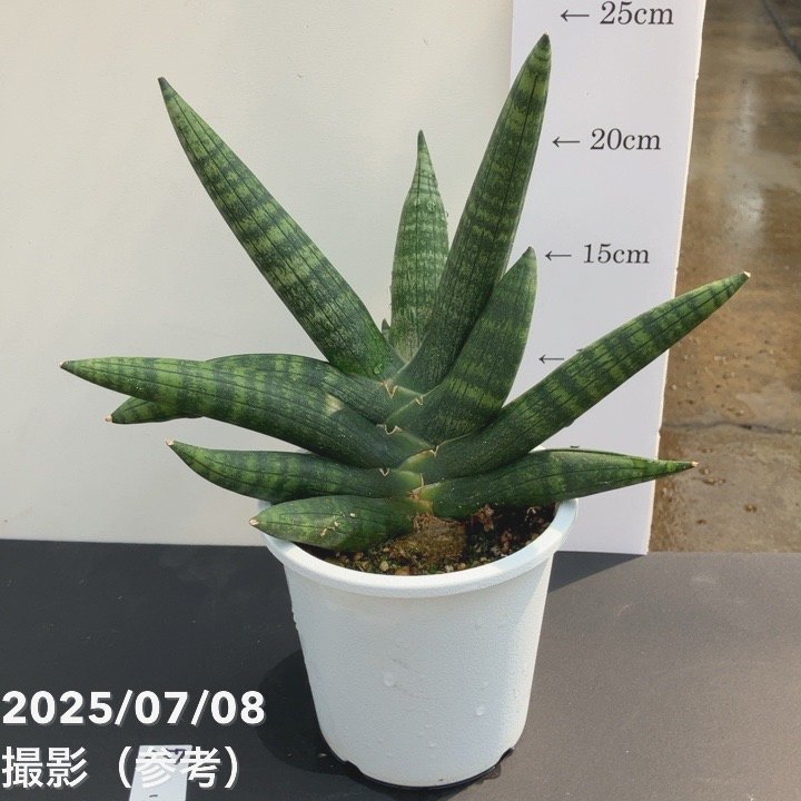 現品お届け】サンスベリア 4号 マンタ 白プラ鉢仕様（S57）｜観葉02-D2