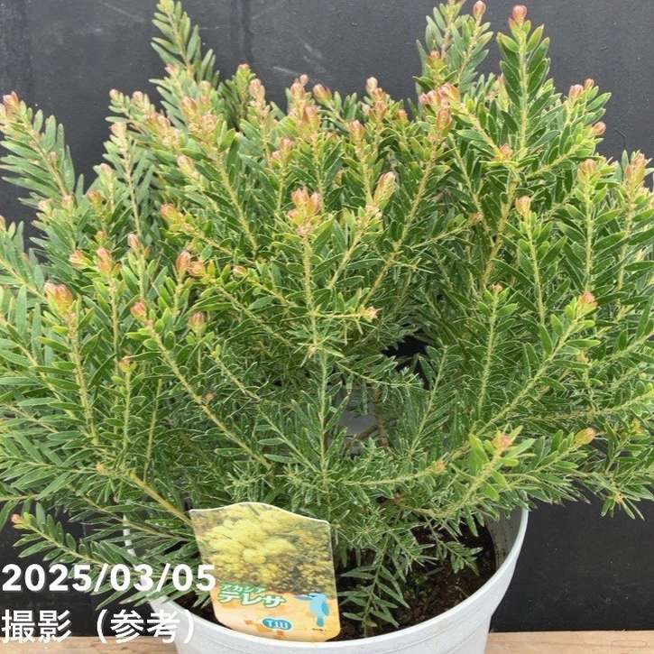 アカシア テレサ 6号｜花木04-PA | 花木・庭木,[記念樹・シンボル