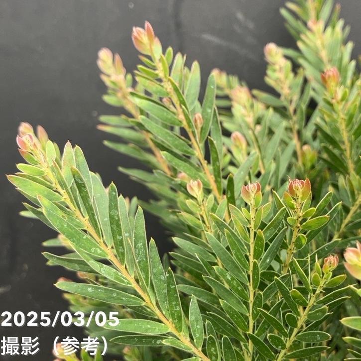 人気のアカシア「テレサ」6号鉢 大株 園芸ネット本店｜アカシア：テレサ 13号鉢植え の通販【公式】