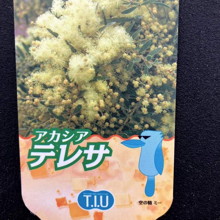 アカシア テレサ 6号｜花木04-PA | 花木・庭木,[記念樹・シンボル