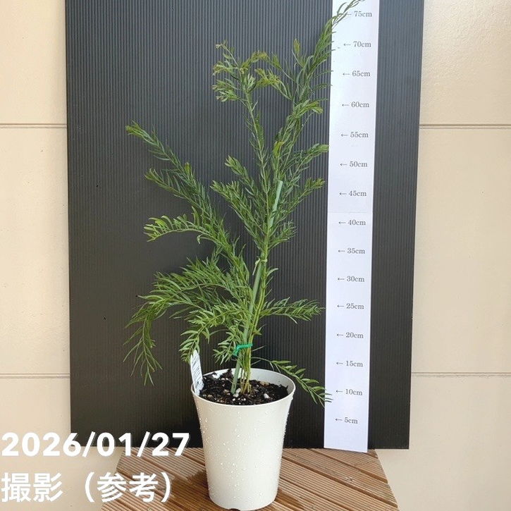 アカシア テレサ 6号｜花木04-PA | 花木・庭木,[記念樹・シンボル