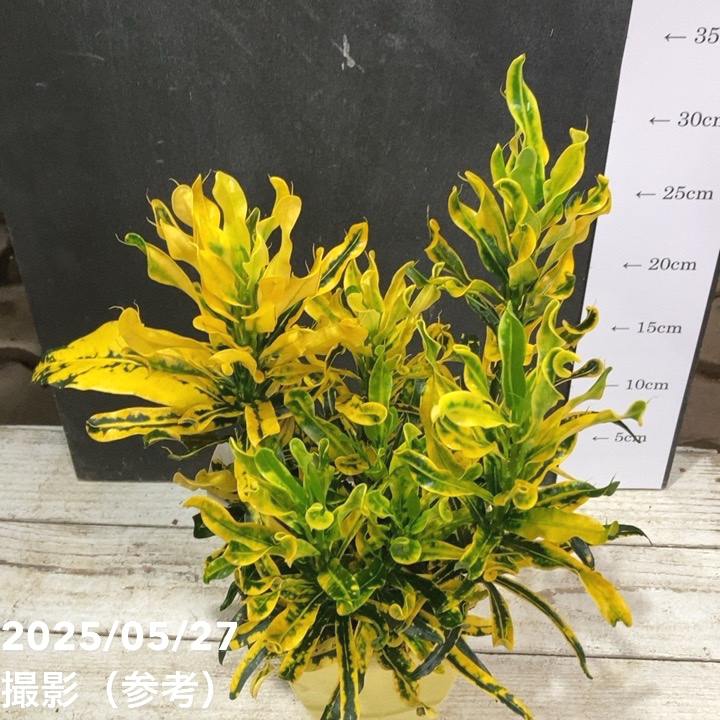 クロトン 緑と黄色の斑点 約60cm 観葉植物 クロトン 斑入り 黄色 緑 インテリア｜Yahoo!フリマ（旧