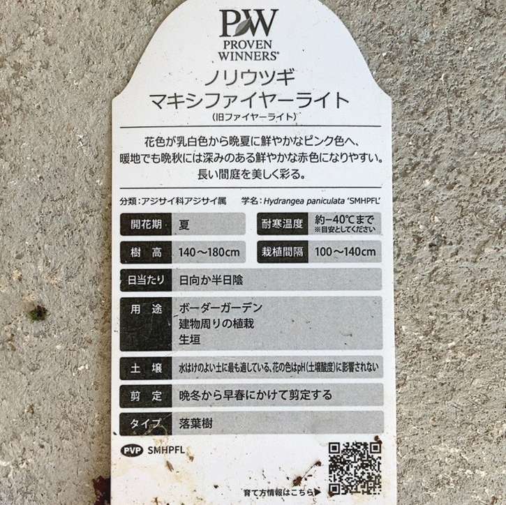 PW ノリウツギ マキシファイヤーライト 6号 PVP｜花木04-PA | 花木
