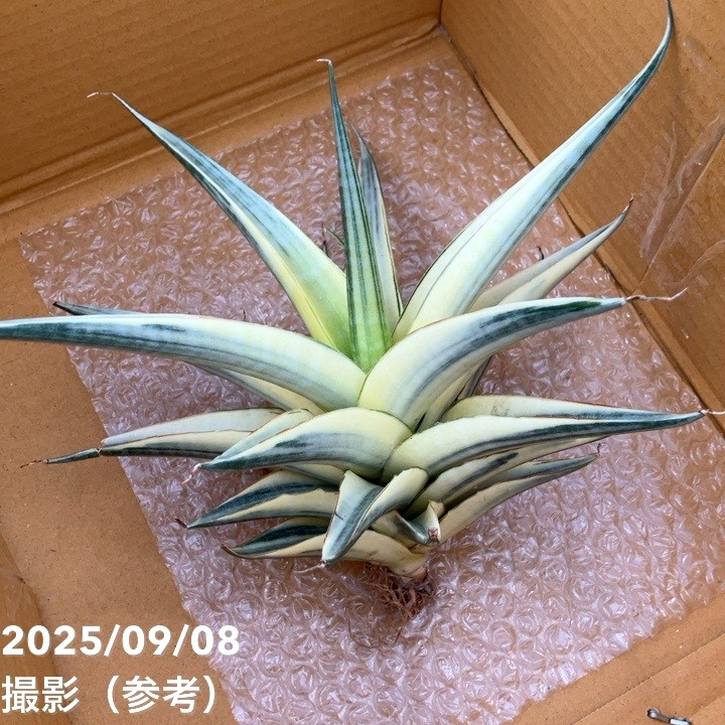 激レア！現品お届け】サンスベリア 6号 スノーホワイト（S179）｜観葉