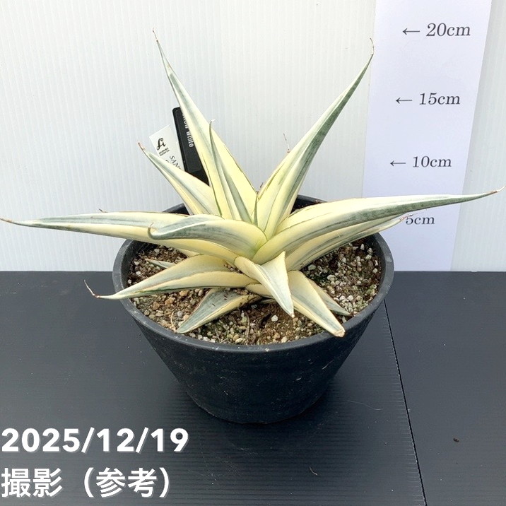 ☆S-5 超稀少 サンスベリア スノーホワイト 斑入り メルカリ発送 ☆S-5 超稀少 サンスベリア スノーホワイト 斑入り メルカリ発送