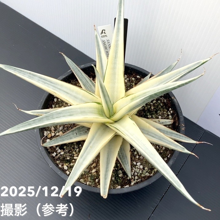 激レア！現品お届け】サンスベリア 6号 スノーホワイト（S179）｜観葉