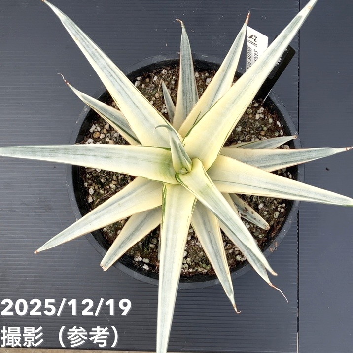 激レア！現品お届け】サンスベリア 6号 スノーホワイト（S179）｜観葉