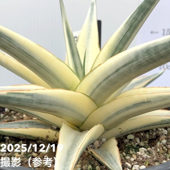 激レア！現品お届け】サンスベリア 6号 スノーホワイト（S179）｜観葉