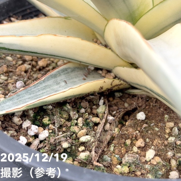 激レア！現品お届け】サンスベリア 6号 スノーホワイト（S179）｜観葉