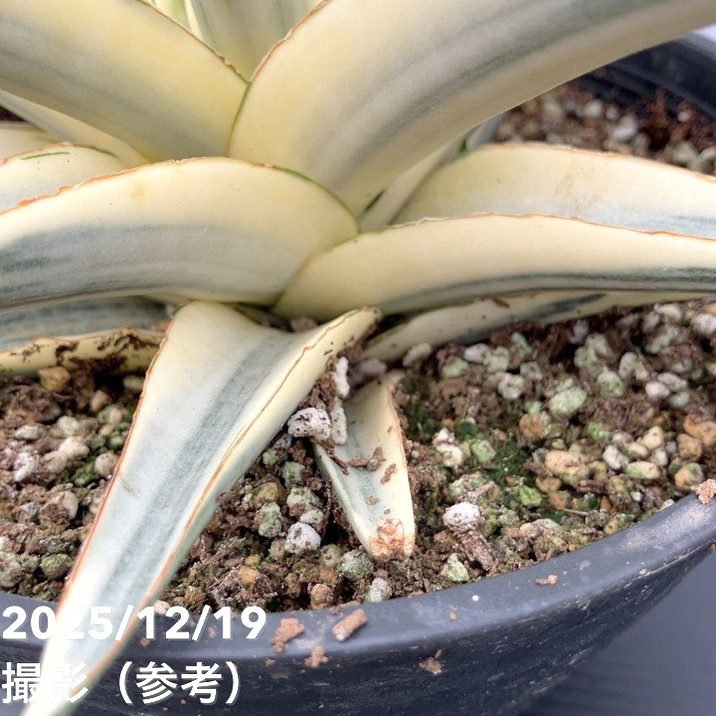 激レア！現品お届け】サンスベリア 6号 スノーホワイト（S179）｜観葉