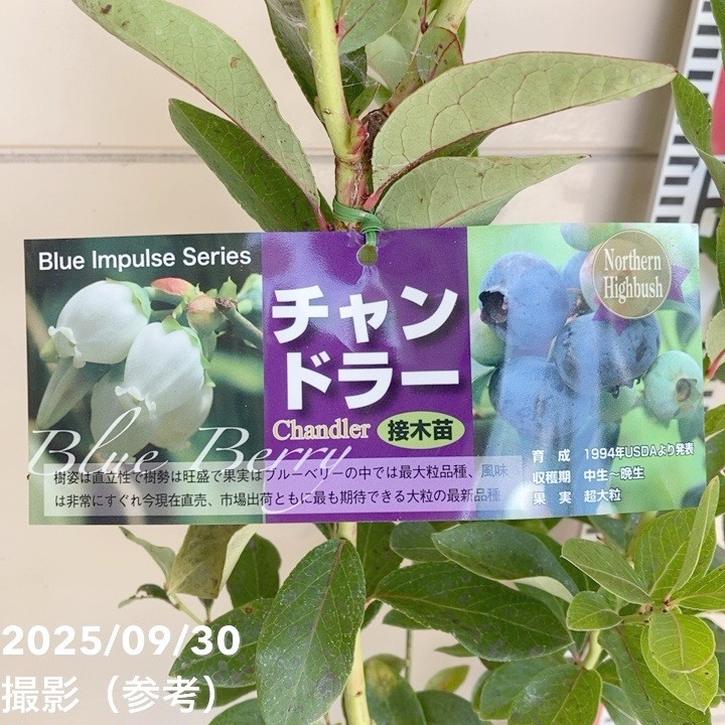 ブルーベリー ノーザンハイブッシュ系 チャンドラー 7号スリット鉢