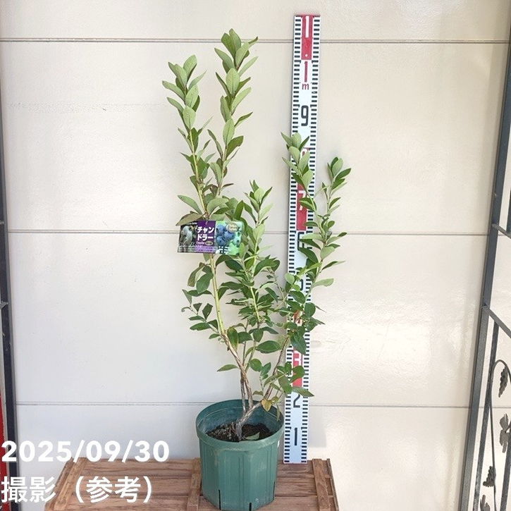 ブルーベリー ノーザンハイブッシュ系 チャンドラー 7号スリット鉢