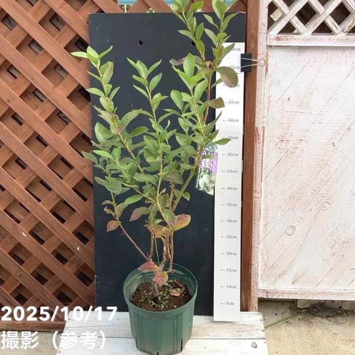 ブルーベリー ノーザンハイブッシュ系 チャンドラー 7号スリット鉢