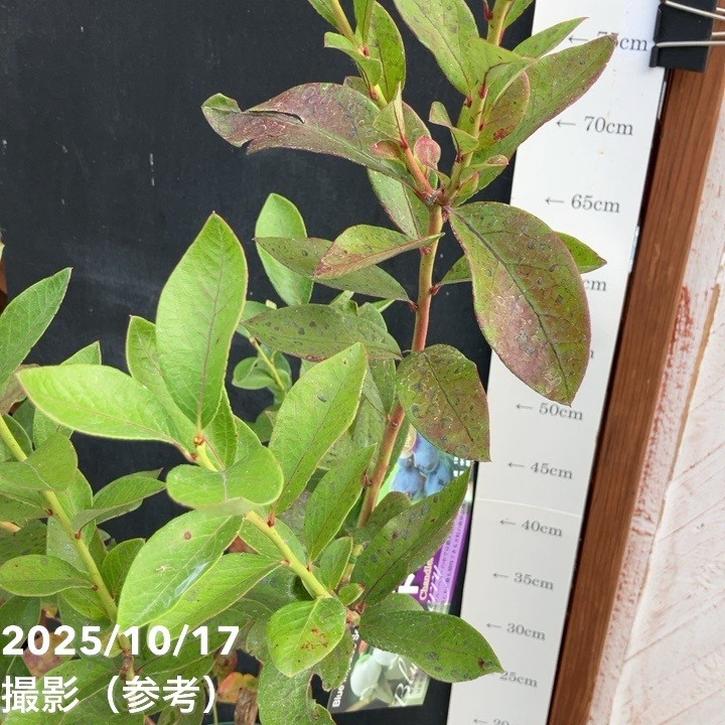 ブルーベリー ノーザンハイブッシュ系 チャンドラー 7号スリット鉢