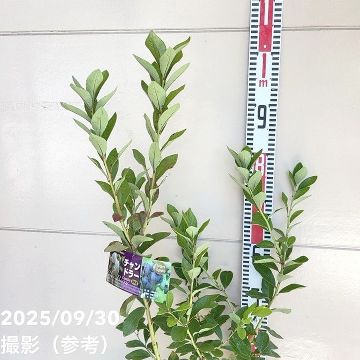 ブルーベリー ノーザンハイブッシュ系 チャンドラー 7号スリット鉢