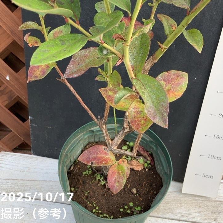 ブルーベリー ノーザンハイブッシュ系 チャンドラー 7号スリット鉢