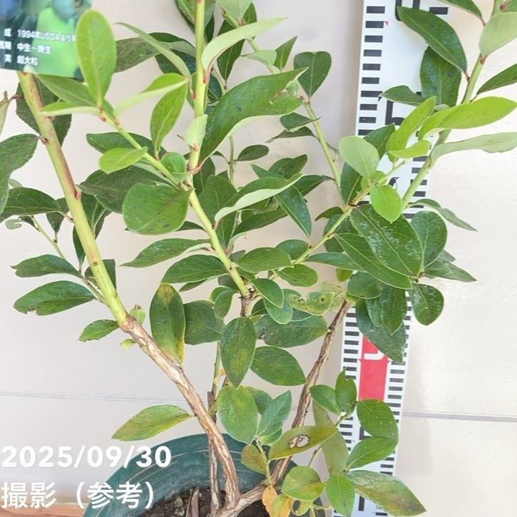 ブルーベリー ノーザンハイブッシュ系 チャンドラー 7号スリット鉢