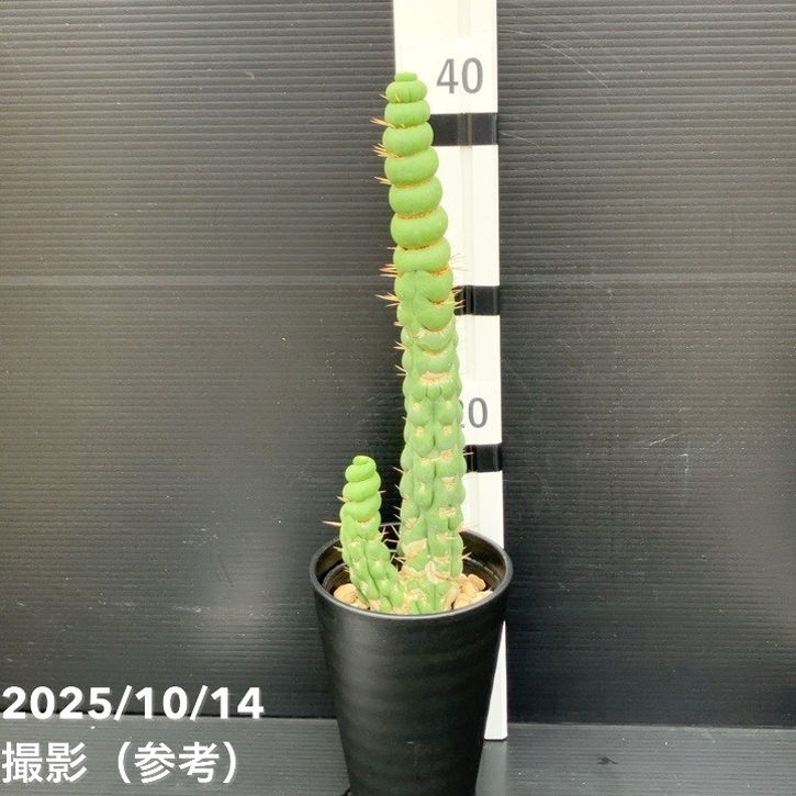 期間限定10％OFF！】【現品お届け】ユーリキニア カスタネア