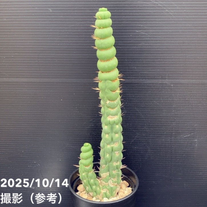 期間限定10％OFF！】【現品お届け】ユーリキニア カスタネア